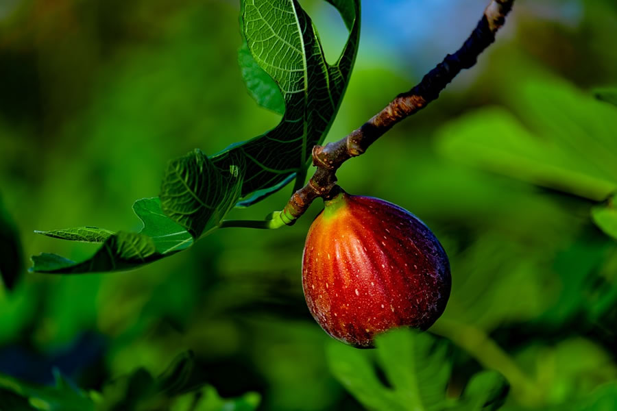figtree