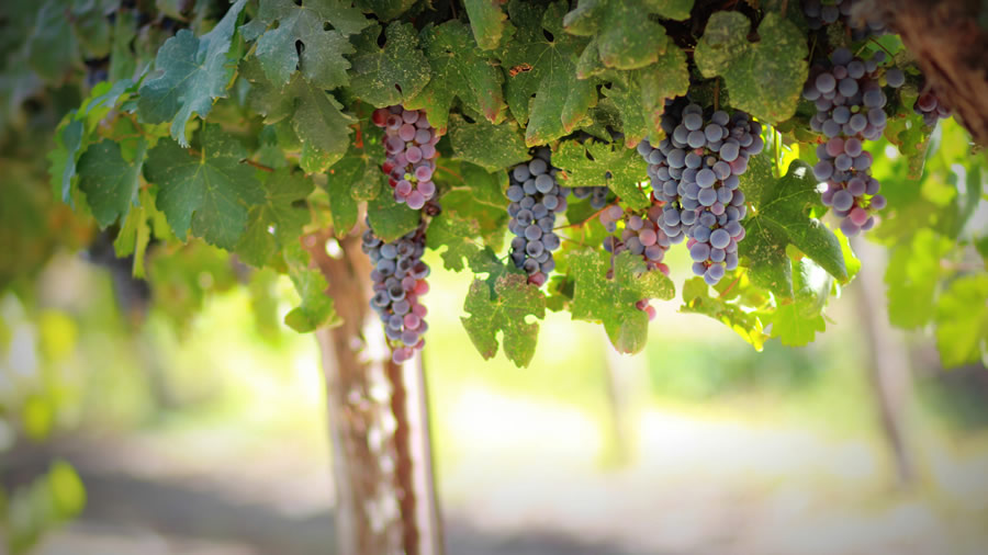 grapevine