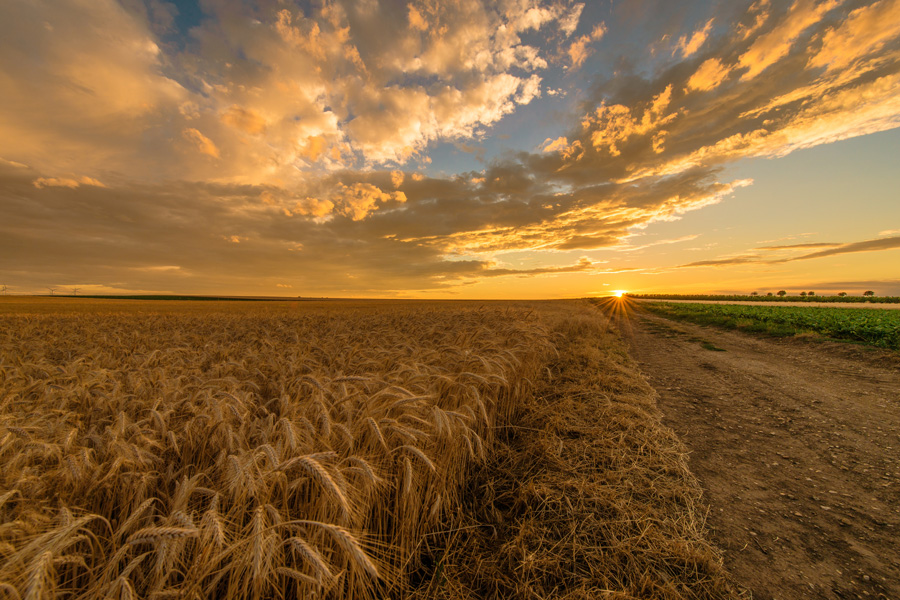 wheat field