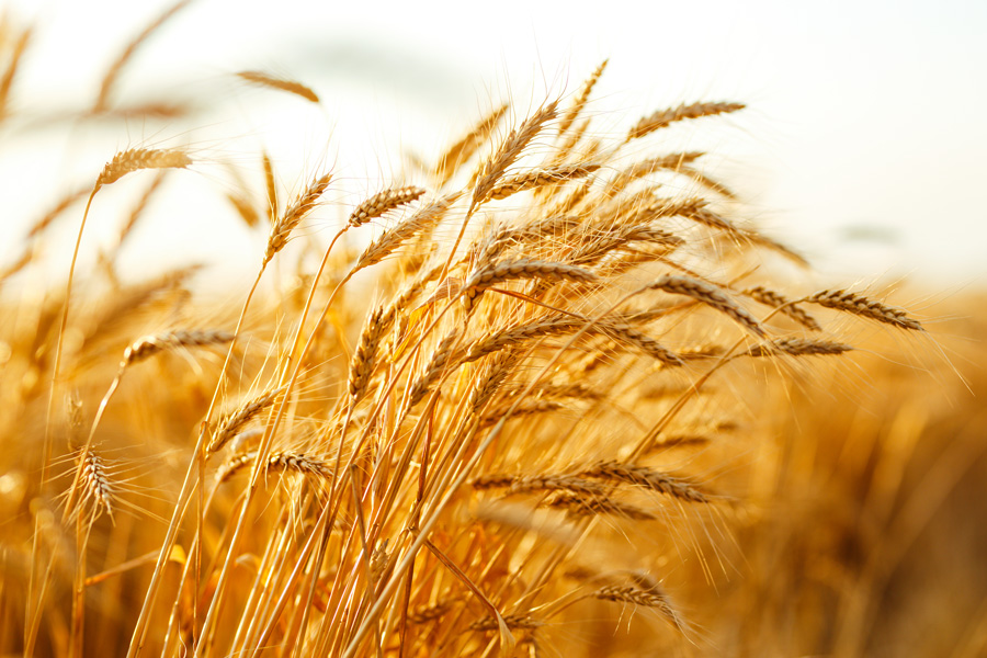 wheat2